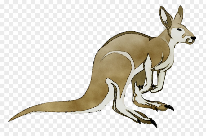 Kangaroo Dog Hare Mammal Canidae PNG