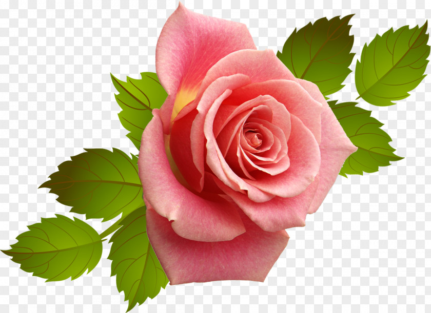 Pink Rose Cut Flowers Centifolia Roses Garden Rosaceae PNG