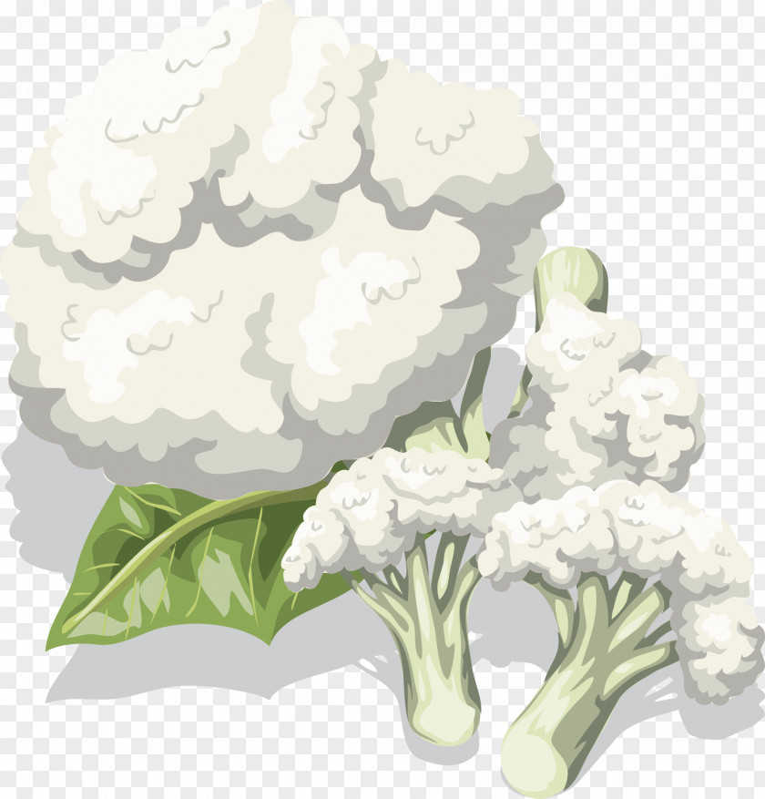 Cauliflower Vector Bell Pepper Vegetable Broccoli PNG