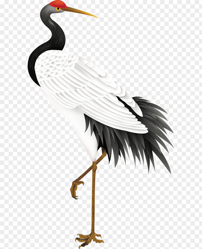 Crane Red-crowned Budaya Tionghoa Bird PNG