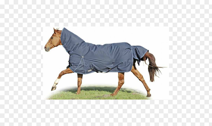 Horse Blanket Pony Equestrian PNG