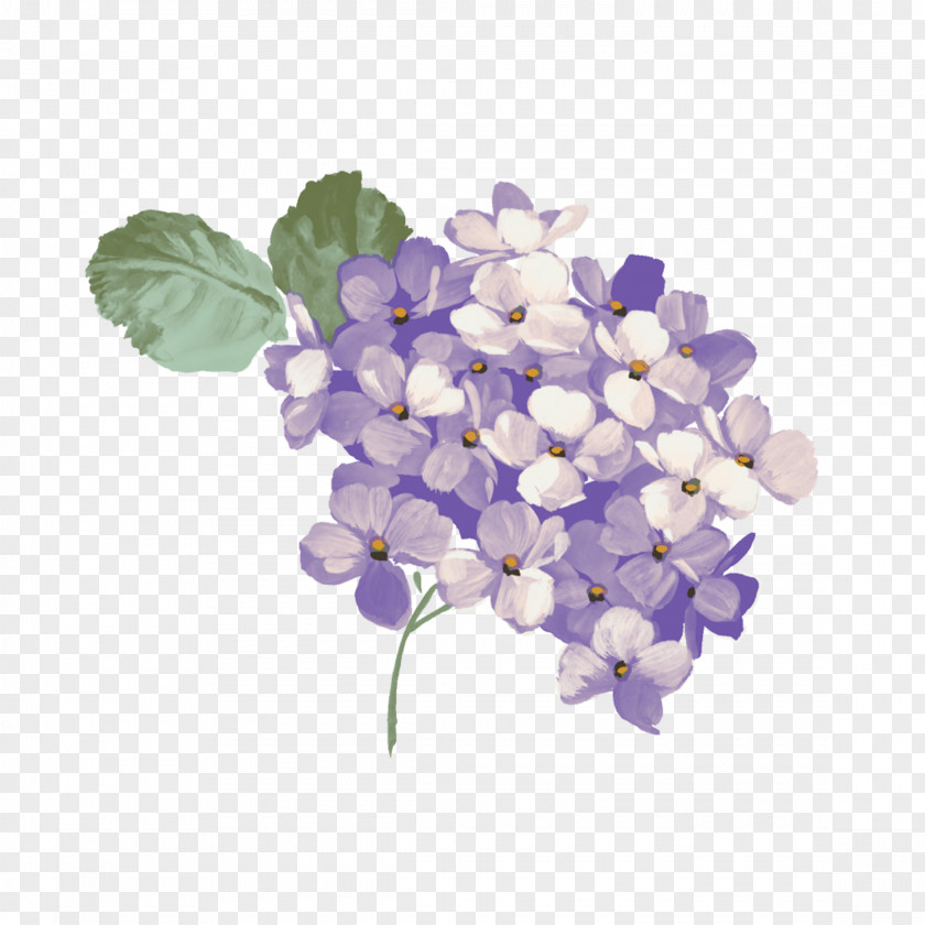 Purple Background Space Clip Art Oakleaf Hydrangea French Image PNG