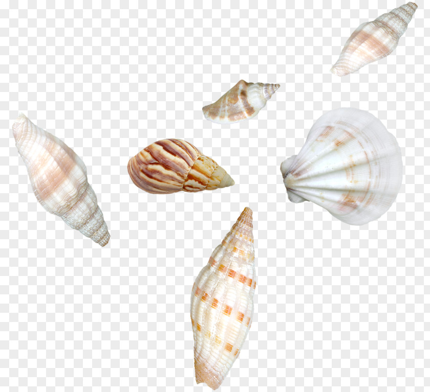 Seashell Download Cockle Clip Art Photography Sea PNG