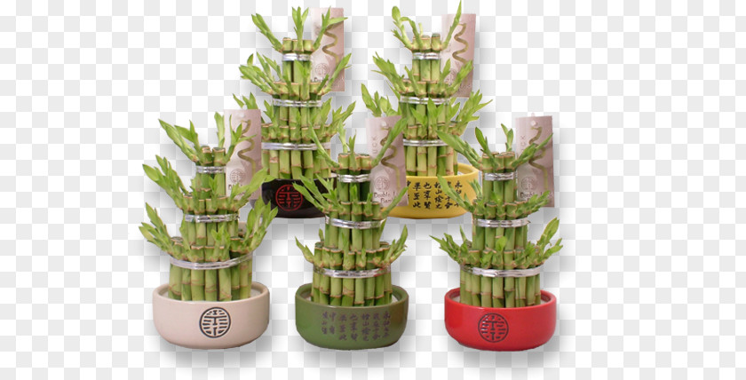 Bamboo Lucky Plant Flowerpot Internet PNG