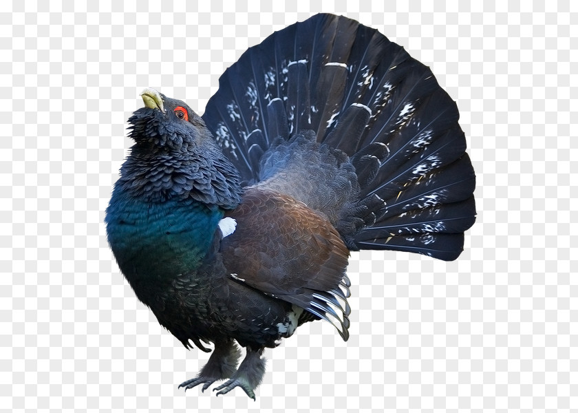 Bird Western Capercaillie Black Grouse Antelope Kodiak Bear PNG