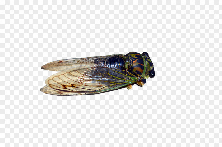 Bug Insect Stock Photography Locust Cicadas PNG