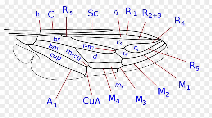 Design Drawing Organism PNG