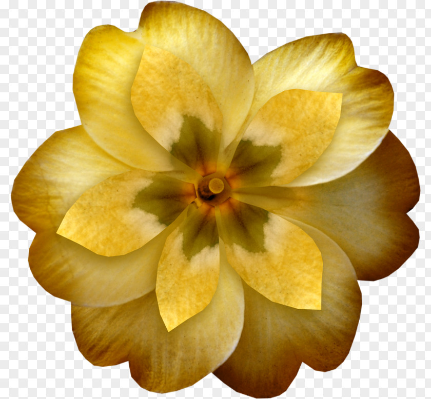 Flower Yellow Orange Clip Art PNG