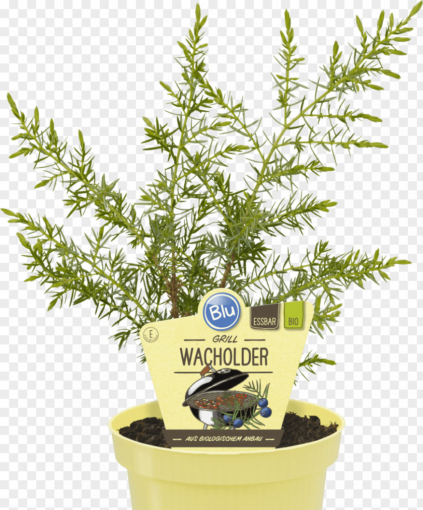 Mint Common Juniper Herb Grilling Berry PNG
