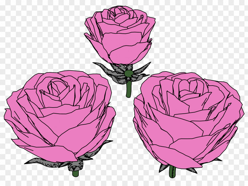 Springflowering Garden Roses Cabbage Rose Illustration Clip Art Petal PNG