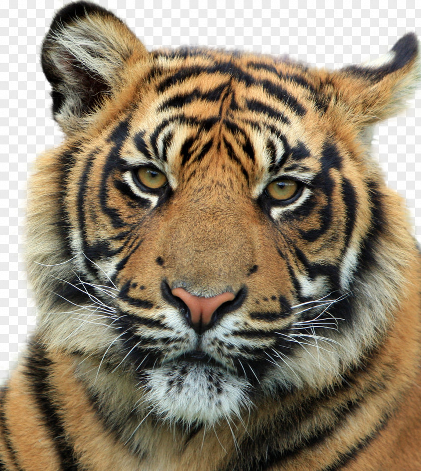 Tiger Felidae Wildcat Siberian Bengal PNG