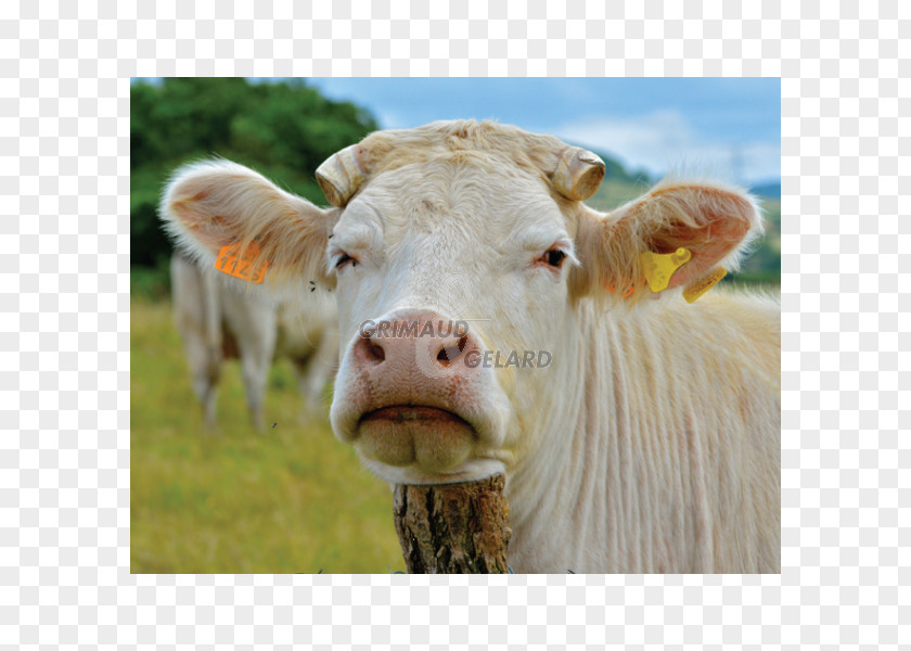 Vache Dairy Cattle Calf Pasture Grazing PNG