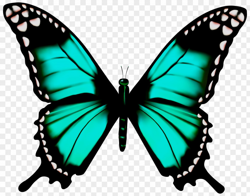 Clip Art Free Content Monarch Butterfly Glasswing PNG