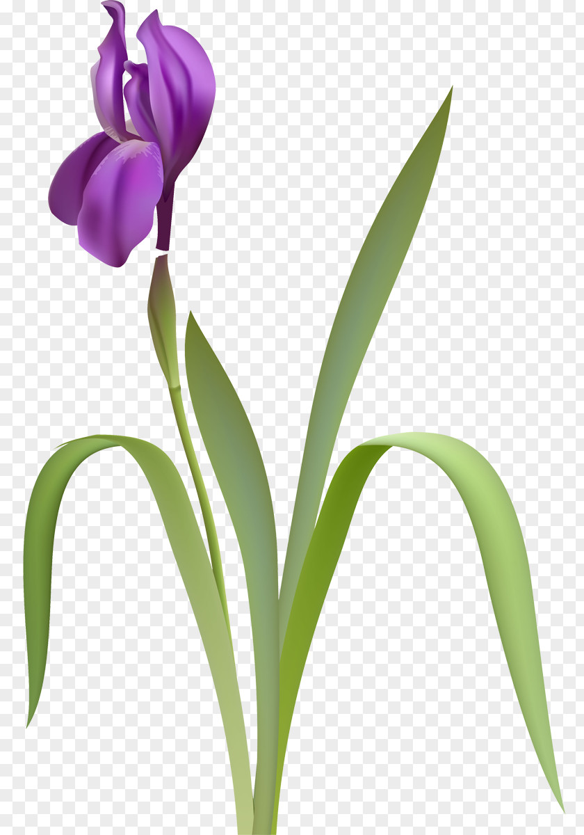 Flower Iris Versicolor Clip Art PNG