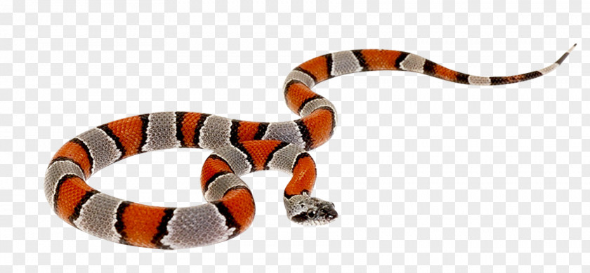 Venkateswara Snake Reptile Cobra Clip Art PNG