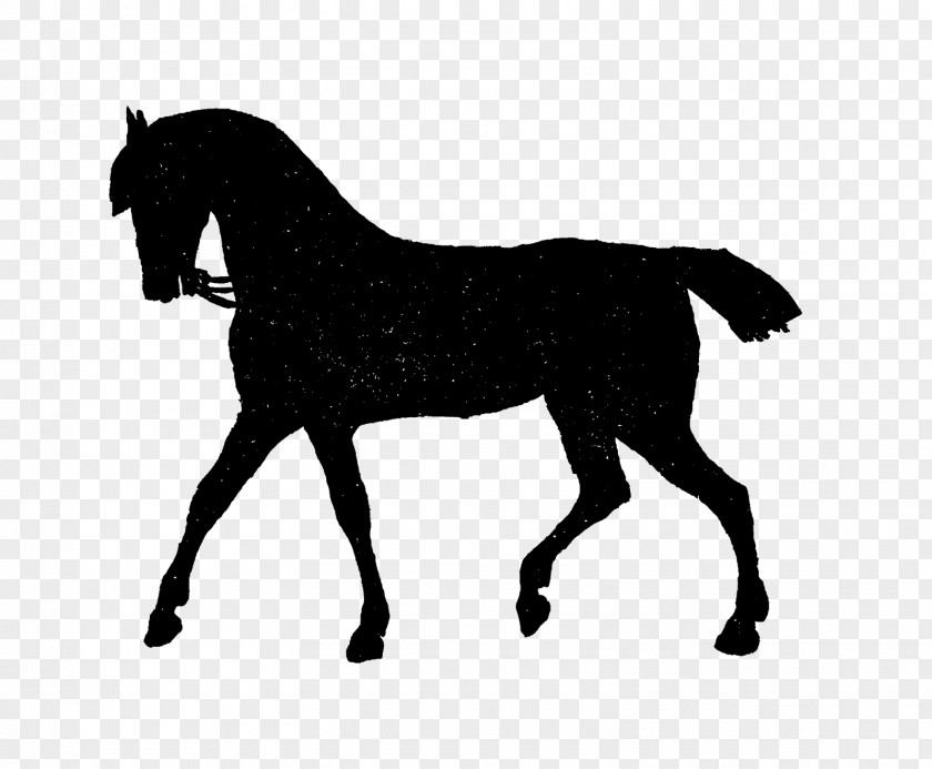 Avoid Picking Silhouettes Mustang Stallion Foal Pony Colt PNG