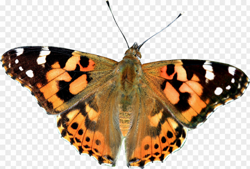 Butterfly Monarch Painted Lady Pieridae Gossamer-winged Butterflies PNG