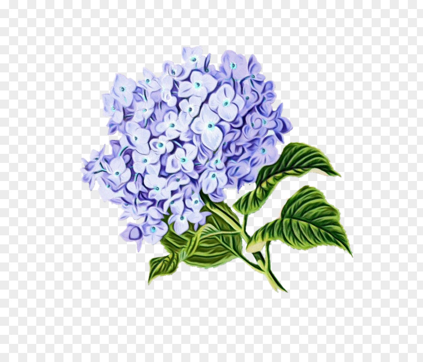 California Lilac Buddleia Flowers Background PNG