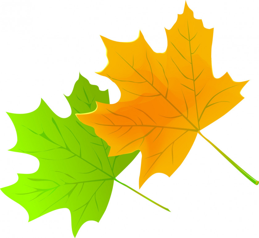 Leaf Maple Green Red PNG