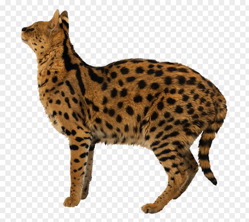 Leopard Egyptian Mau Tiger Liger Lion PNG