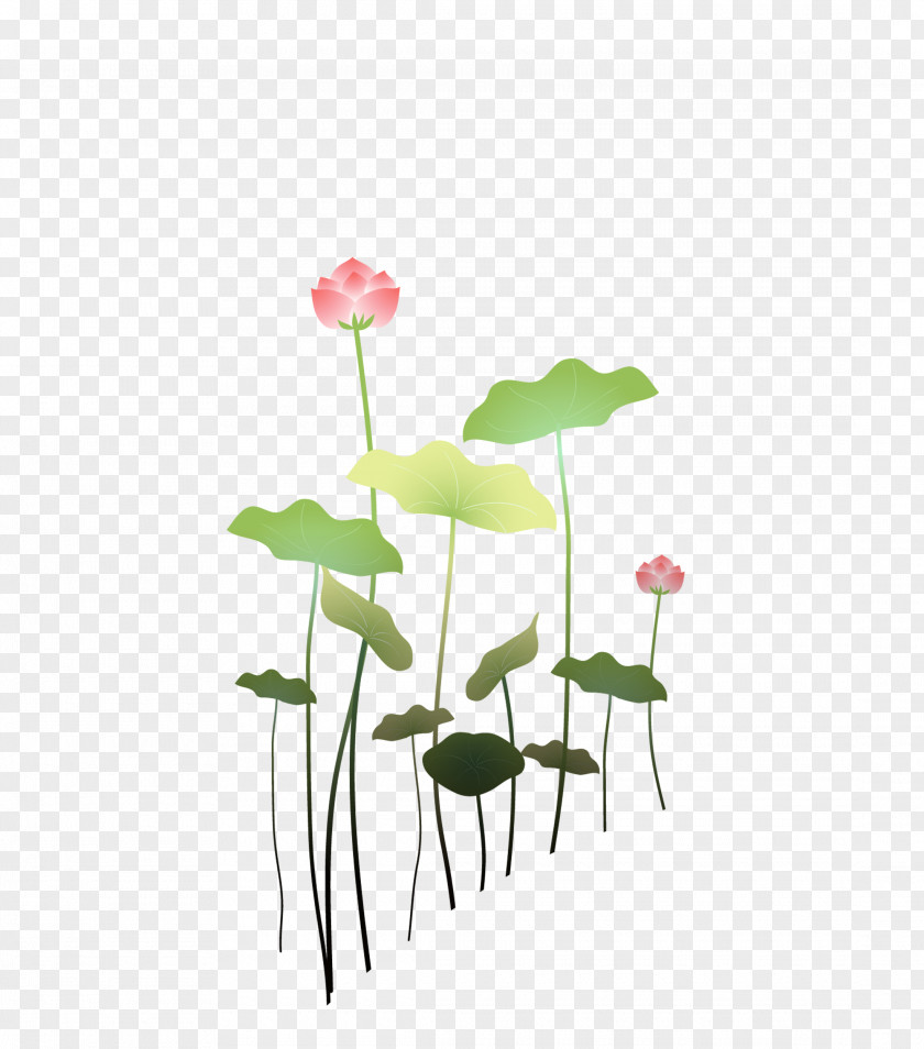 MAK Lotus Nelumbo Nucifera Plant Petal Wallpaper PNG