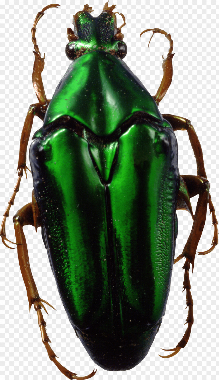 Beetle Download PNG