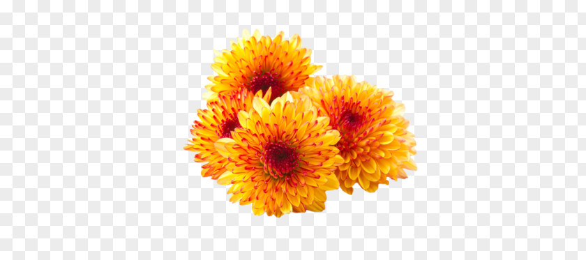 Chrysanthemum Flower Desktop Wallpaper PNG