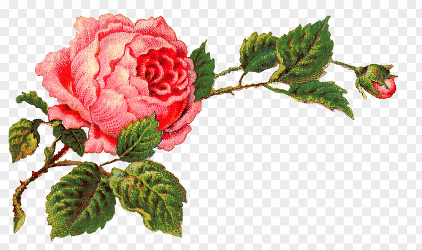 Corner Flower Rose Vintage Clothing Clip Art PNG