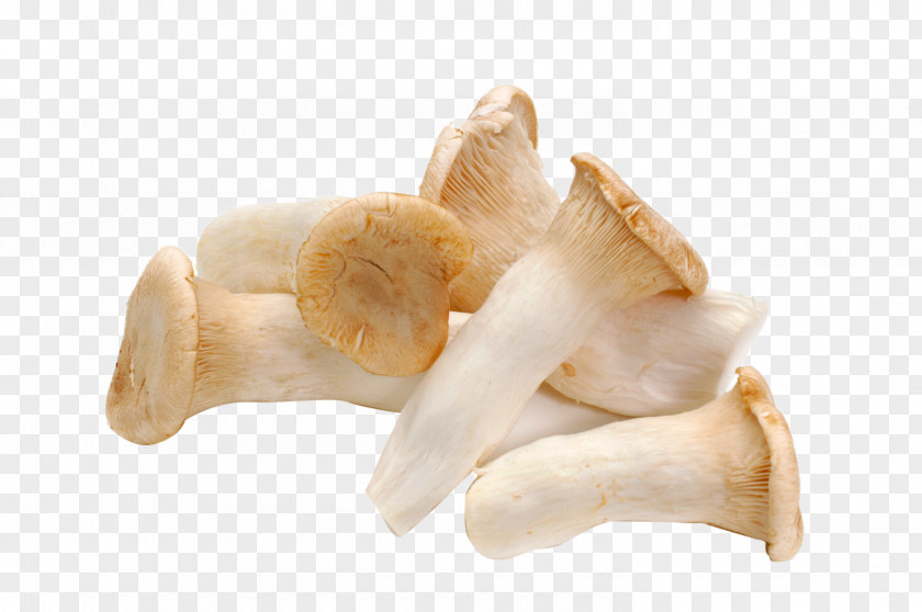 HD Fresh Mushrooms Pleurotus Eryngii Mushroom Food Vegetable Agaricus PNG