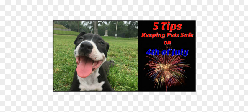 Keep Pets Dog Breed Boston Terrier Advertising Snout PNG