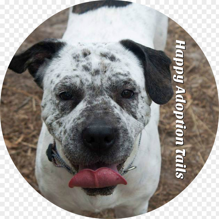 Social Rescue Dog Breed American Bulldog Alapaha Blue Blood Snout PNG