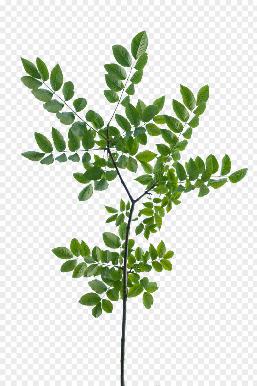 Branch Texture Mapping Leaf Tree Shrub PNG