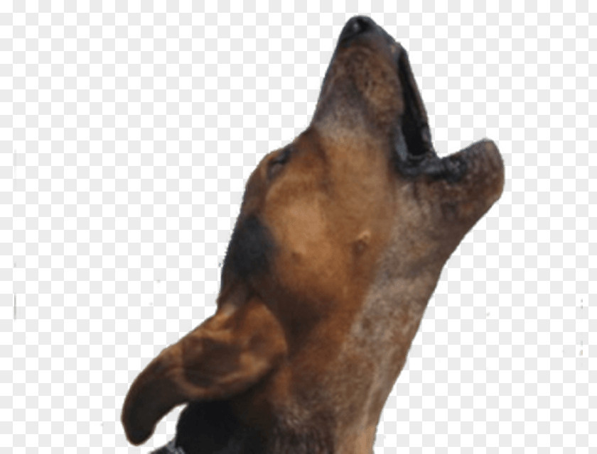 Dog Breed Bark Puppy Sound PNG