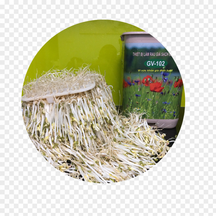 Gv Bean Sprout Ngọc Chung Sprouting Commodity PNG