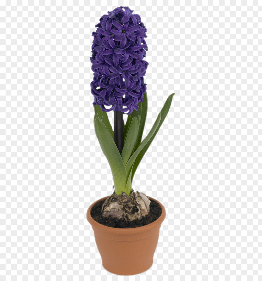 Hyacinth Grape Botany Flower Clip Art PNG