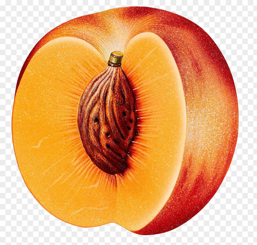 Peach Clip Art Fruit PNG