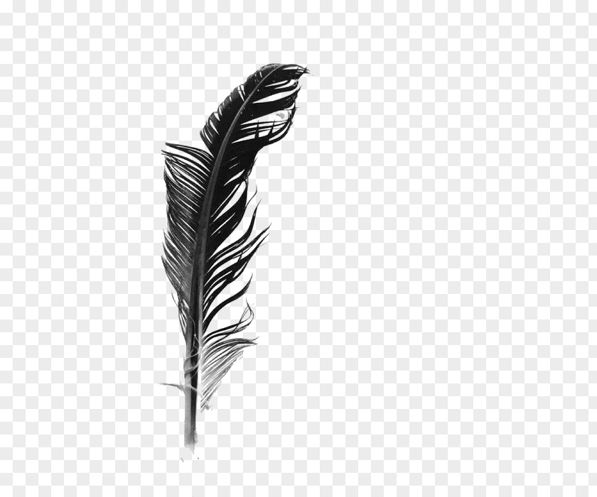 Black And White Feathers Feather PNG