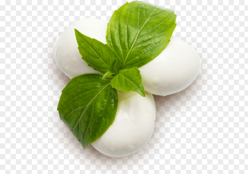 Food Basil Herb Plant Mozzarella PNG