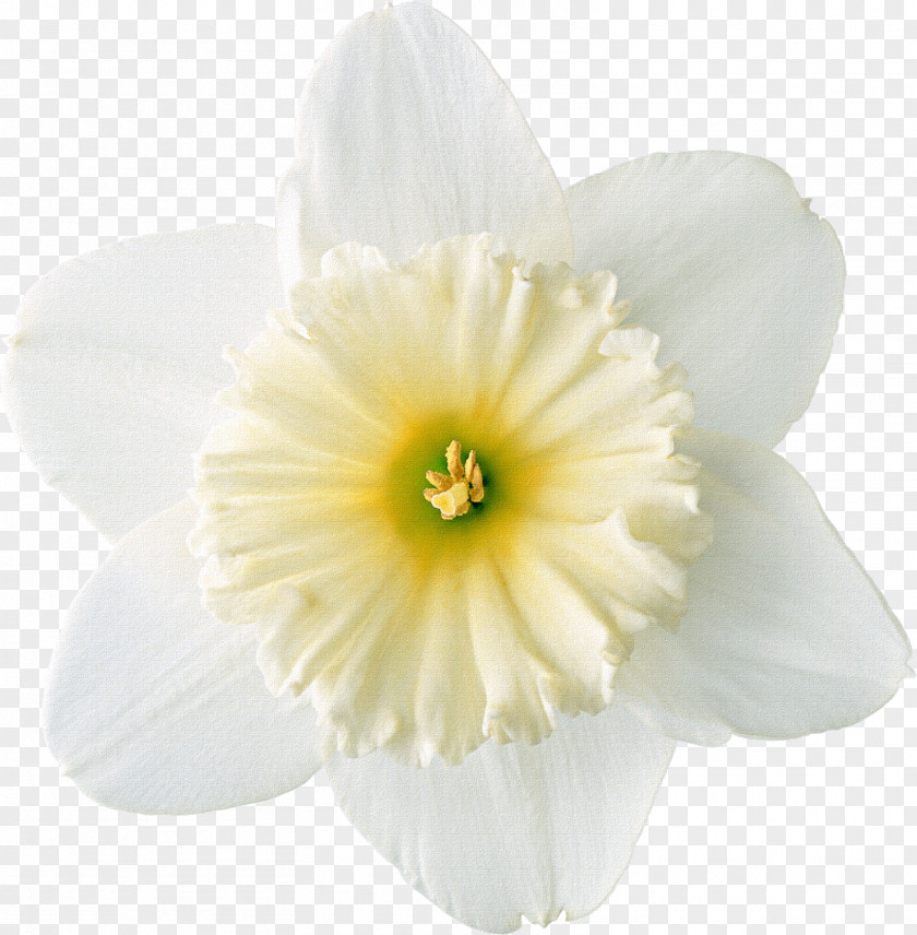 Tulip Daffodil Raster Graphics Clip Art PNG