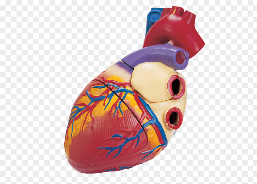 Anatomia Zang-fu Microsoft PowerPoint Heart Medicine Presentation PNG
