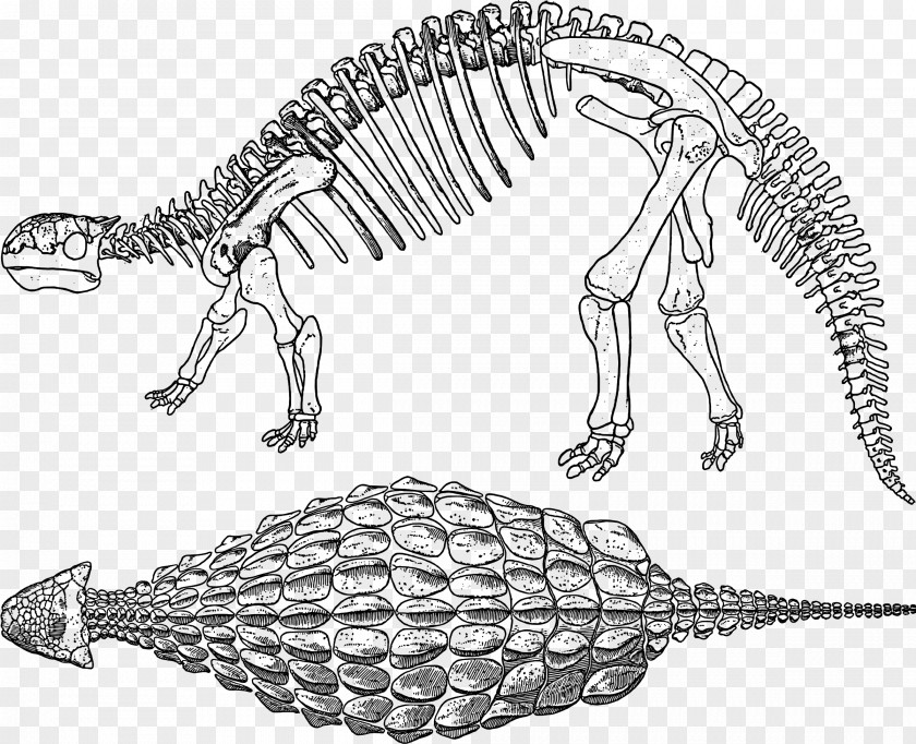 Bones Ankylosaurus Tyrannosaurus Stegosaurus Dinosaur Euoplocephalus PNG