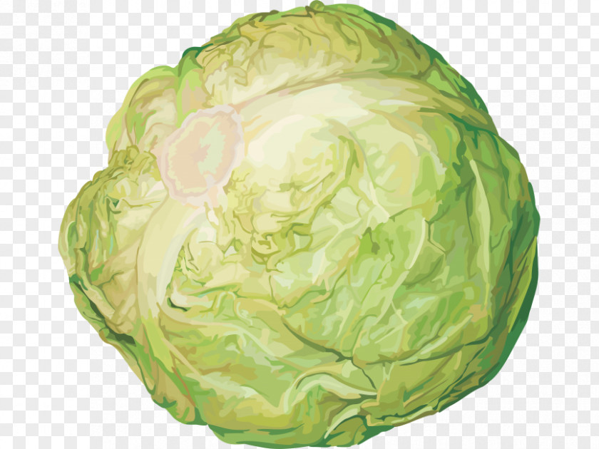 Cabbage Red Cauliflower Vegetable PNG
