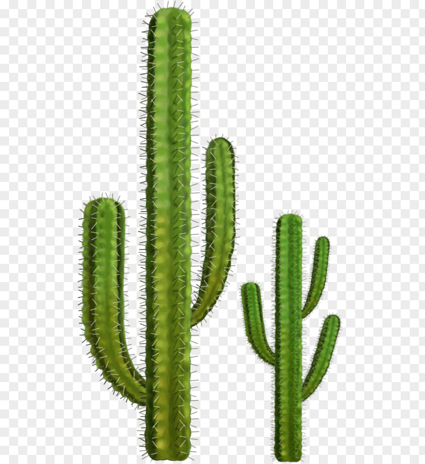 Cactus Image Cactaceae Clip Art PNG