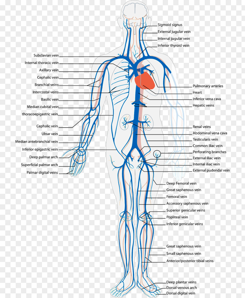 Heart Systemic Venous System Vein Circulatory Anatomy Human Body PNG