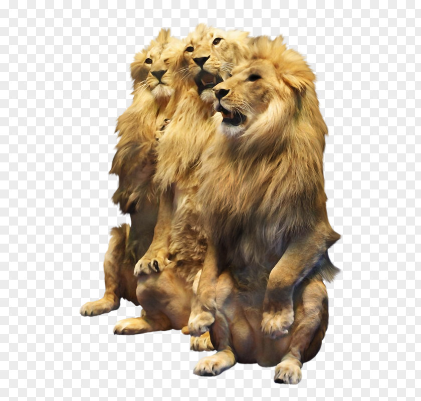 Lion Cat Felidae Tiger Clip Art PNG