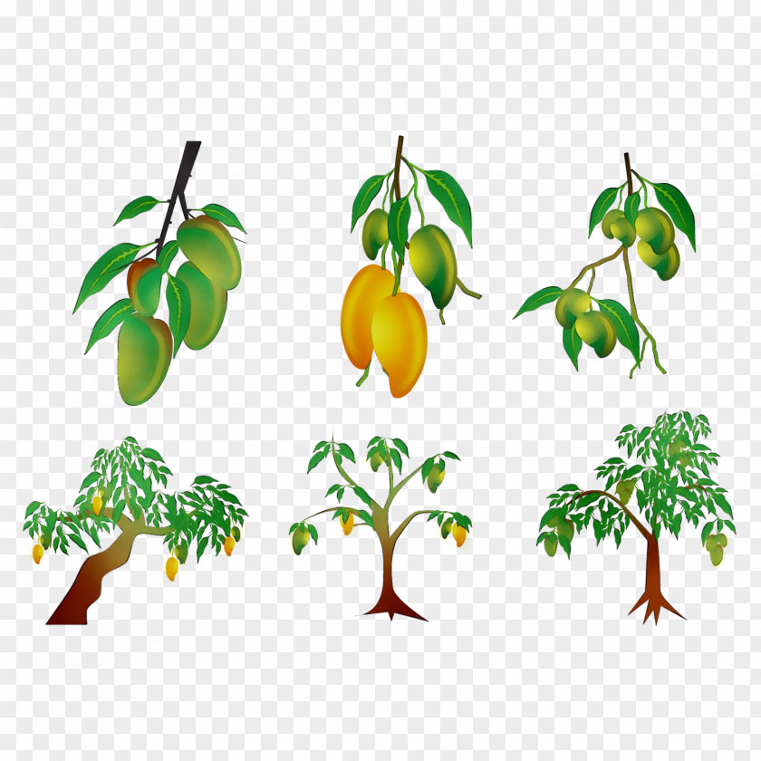 Product Plant Stem Leaf Fruit Clip Art PNG