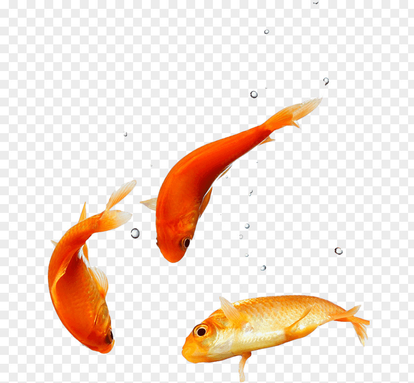 Puppy Desktop Wallpaper Goldfish High-definition Video PNG