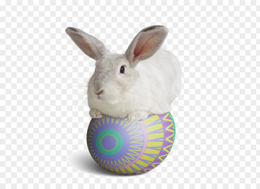 Rabbit Domestic Easter Bunny PNG