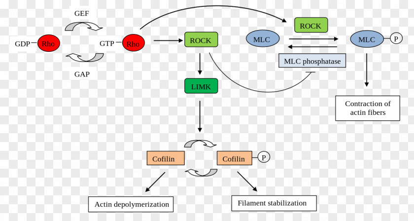 Rho-associated Protein Kinase Rho Family Of GTPases Serine/threonine-specific PNG