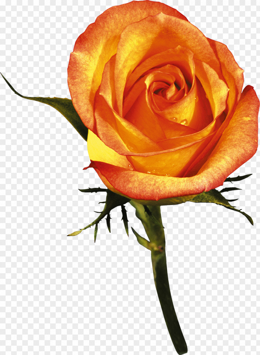 Rose Garden Roses Flower Orange Red PNG